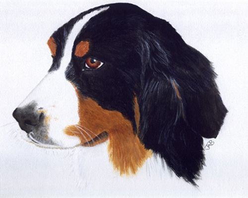  Portrait of Bernese Mountain Dog - Brelle