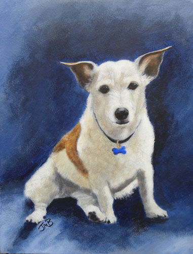  Portrait of Jack Russell Terrier - Cracker