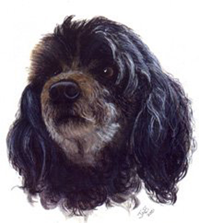 Dog Portrait of Nikki