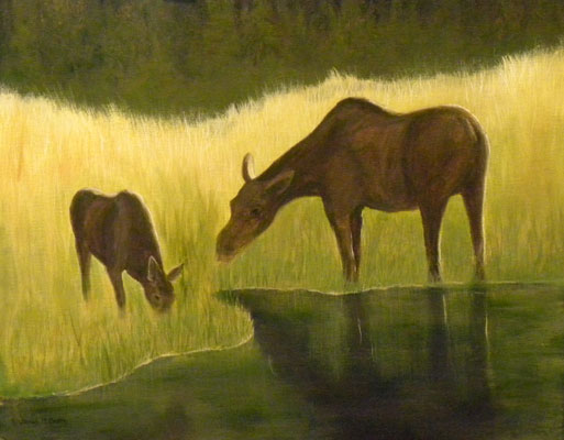 grazing moose